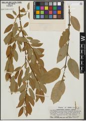 Foto von Salix pseudocordata Andersson